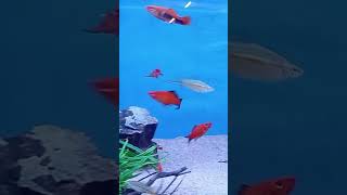 nuova aqua #forpage #pescocofino #foryou #aquarium #fish #fishing #viral #fiume