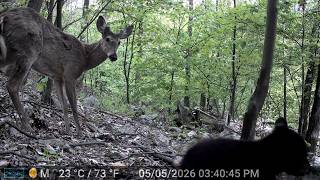 Hidden Camera Discovers Bears Bucks and Bobcats on Public Land: Trail Cam HIGHLIGHTS 7.2.26
