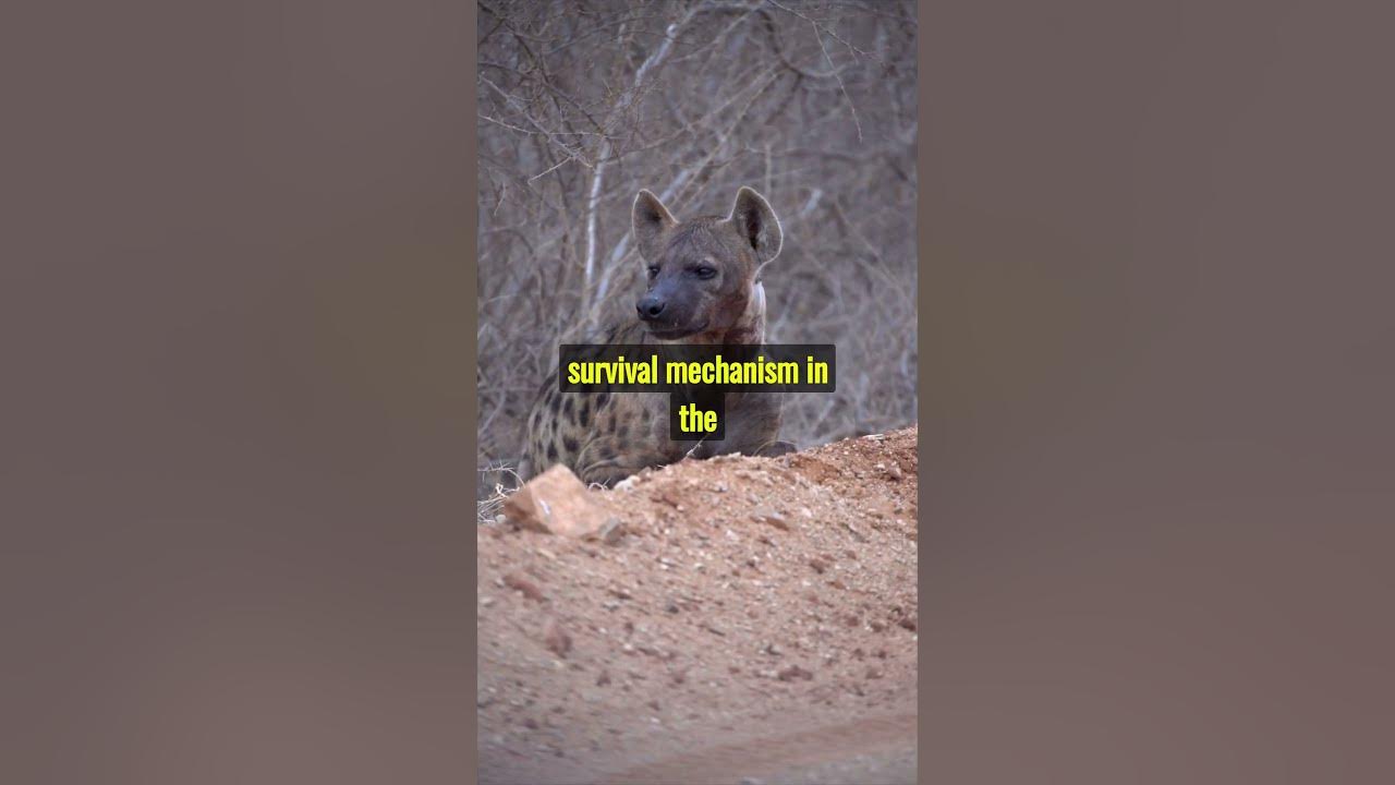 Why do hyenas laugh! - YouTube