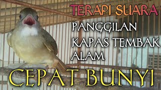 KAPAS TEMBAK NEMBAK DISERTAI SUARA PANGGILAN ALAM