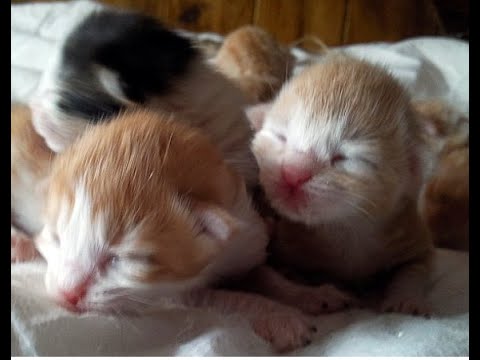 newborn kittens 1 day old