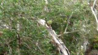 MOV00364