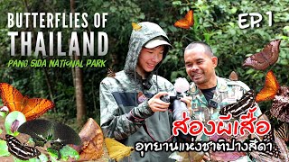 Butterflies of Thailand (Ep.1) เจาะลึกผีเสื้อฤดูฝน อช.ปางสีดา Pang Sida National Park