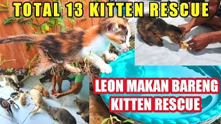 3 Kitten Galak Akur Sama LEON, Makan Bareng 10 Kitten Rescue!