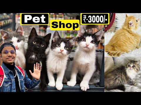 Pet Shop In Hyderabad | Persian Cats | | Mushitube Lifestyle