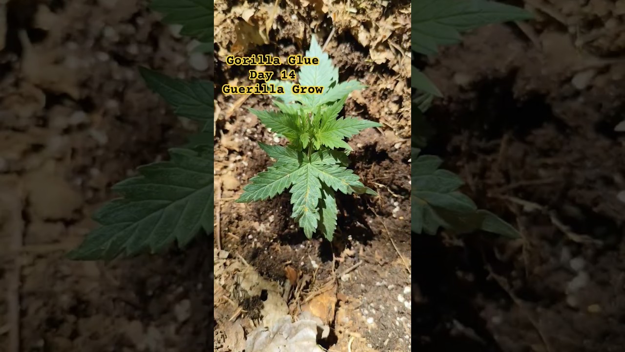 Outdoor Guerilla Grow🍀🚀 – Gorilla Glue Auto Tag 14📅 