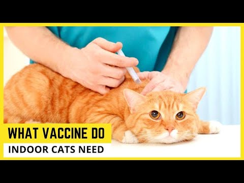 Video: Kodėl reikia patalpų kačių skiepijimo