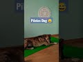 Indy me quita el puesto de trabajo #pilatesdog #yogadog #adopta