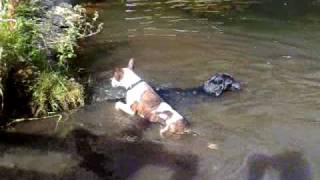 Bull Terrier And Labrador Swimming