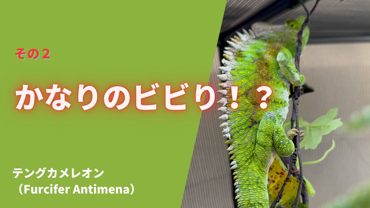 かなりのビビり!? テングカメレオン｜Super Shy!? Antimena Chameleon #カメレオン #テングカメレオン #Chameleon #FurciferAntimena