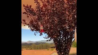 Evacuations Ordered as Fawn Fire Explodes North of Redding, California