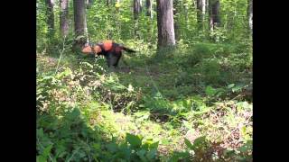 Archive: UW|360 Conservation Canines