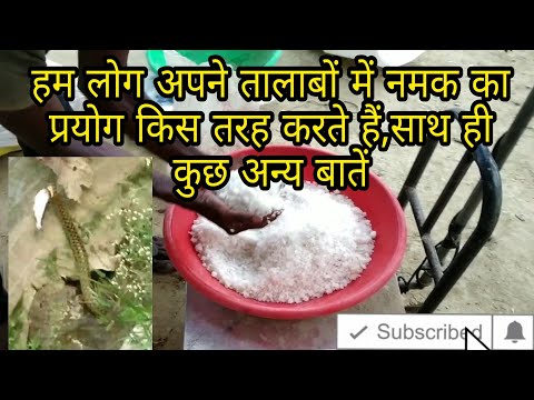 वीडियो: मछली को नमक में कैसे पकाएं