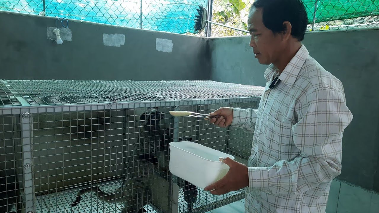 Cho Chồn Hương ăn gì để có bộ lông sáng mượt, giảm rụng lông | Tập 257  #trungnguyenletv