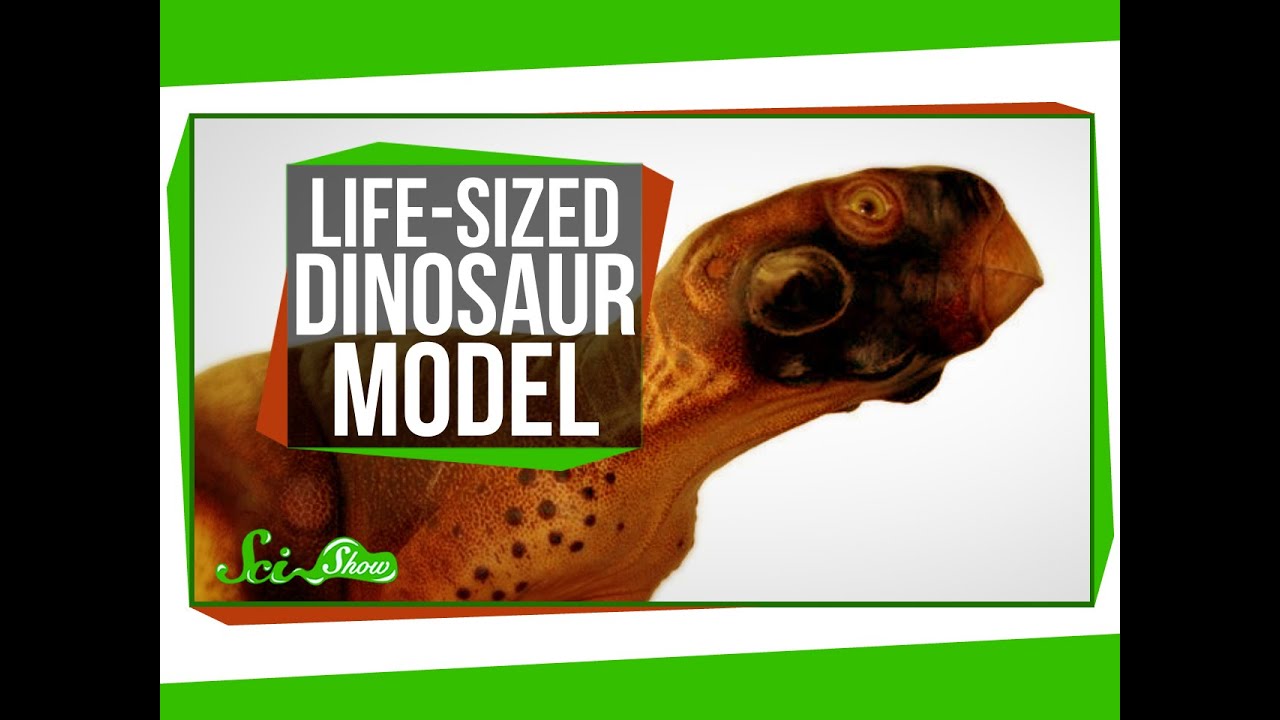 a-scientifically-accurate-life-sized-dinosaur-model-youtube