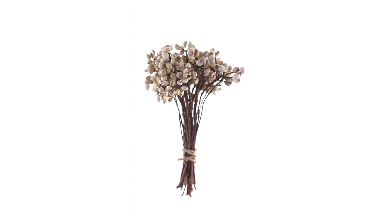 Vickerman 7" Tallow Berry Regular - (CP-20), H4TAL000