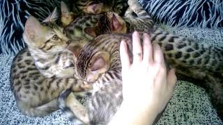 Бенгальские котятки в 3 месяца.Самый хороший возраст,когда их можно забирать от мамы Бенгальские котятки в 3 месяца.Самый хороший возраст,когда их можно забирать от мамы