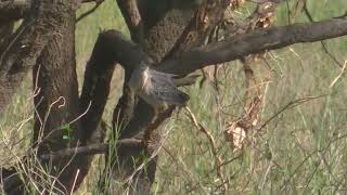 Garcita azulada Butorides striata Biología Santa Fe Argentina 2024