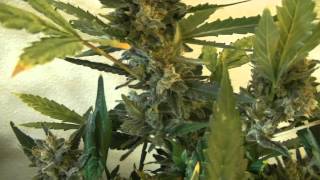Medical Marijuana 2012 Update #9