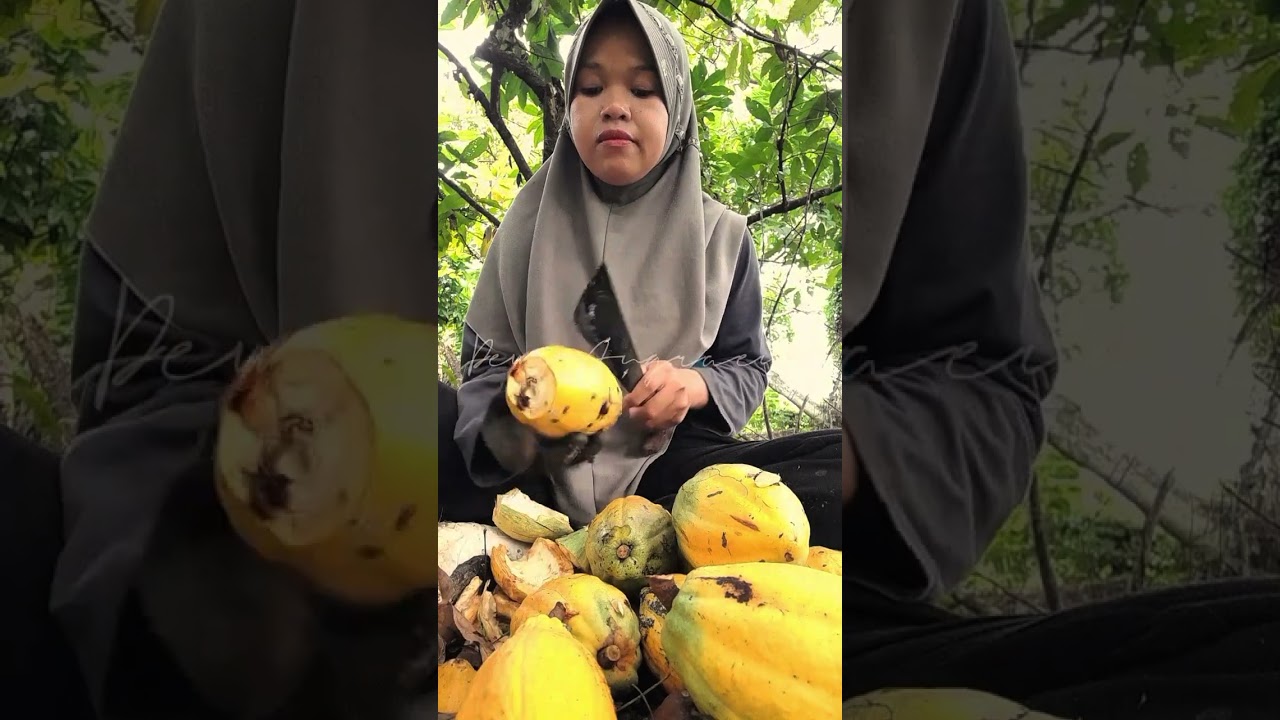 PANEN KAKAO! PERSIAPAN DAN PERJALANAN KE KEBUN MEMETIK DAN MEMBELAH KAKAO. 