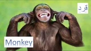 Monkey|| قرد ||Animals Arabic - English ||سلسلة الحيوانات بالعربية والانجليزية