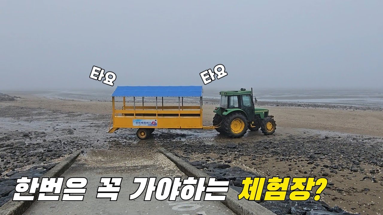 긁으면 긁을수록 감당 안되는 조개들이 계속 나오는 체험장?! (선도리갯벌체험마을)