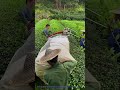 Mechanical Tea Harvesting: Fast Farm Process