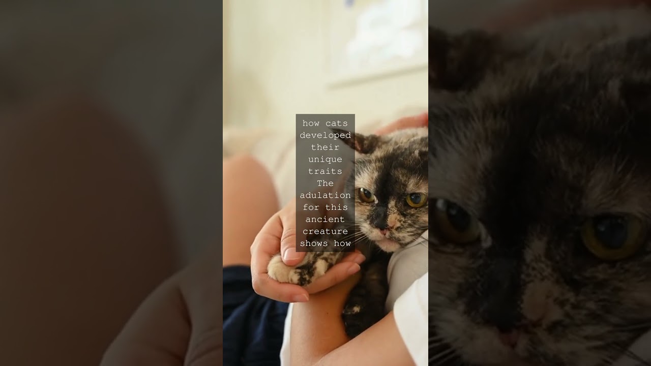 The Tiny Forebear of Cats Miacis Did you know that modern cats have a surprising...