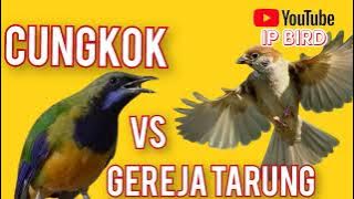 CUNGKOK vs GEREJA TARUNG Masteran TOP Mp3