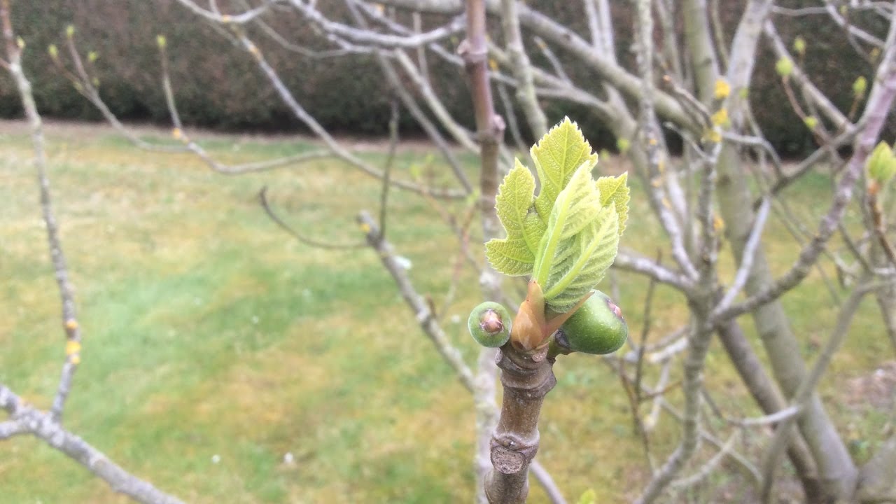 Figuier Ficus Carica Naissance Des Bebe Figues Youtube