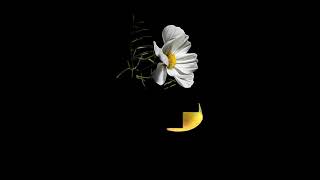 Best  Amoled Wallpapers