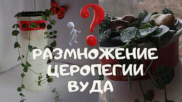 Как размножать церопегию Вуда  в грунте в горшке материнского растения в домашних условиях