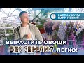 Вырастить 🍅🍆🥒 без земли? Легко!