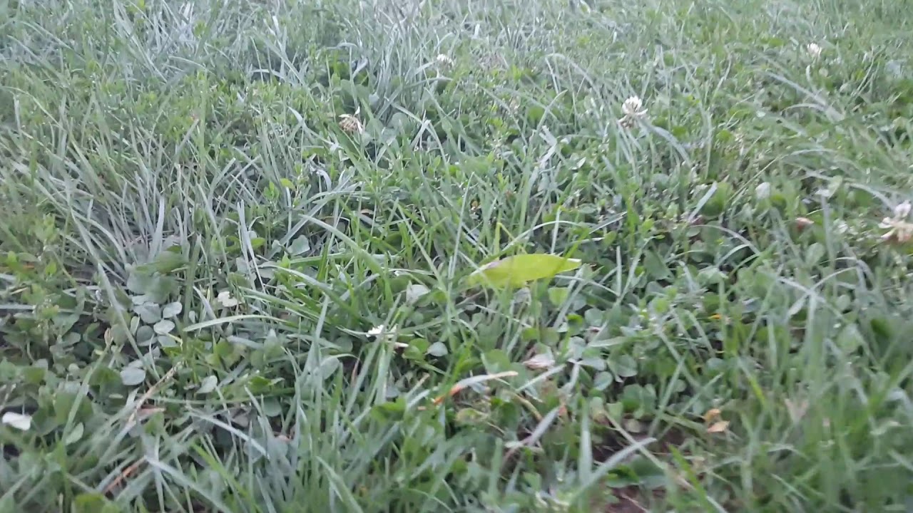 l'INSECTE FEUILLE, LEAF INSECT OU PHASME FEUILLE