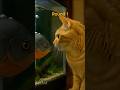 A Close-Up Standoff Between the Cat and the Fish 😺🐟