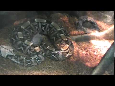 Reptile Land Near Williamsport PA - Part IV - YouTube