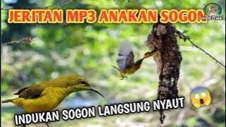 Suara pikat anakan sogon ampuh 2025 ❗ MP3 memanggil indukan paling cepat buktikan