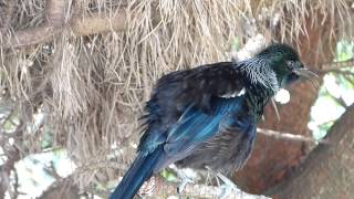 Tui singing