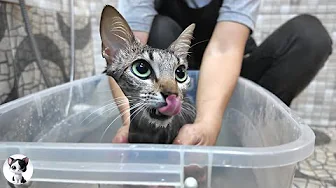 Stray kitten’s first flea bath felt like a spa and she didn’t want to leave