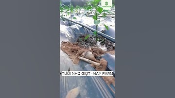 Băng Tưới Nhỏ Giọt #shorts