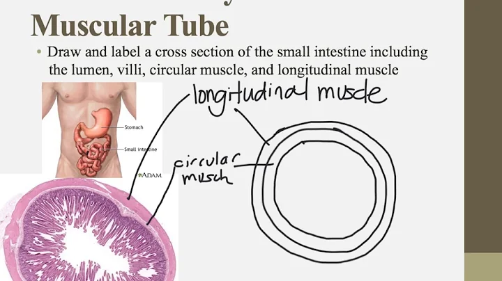 IB Biology Notes for Chapters 6.1 and D2