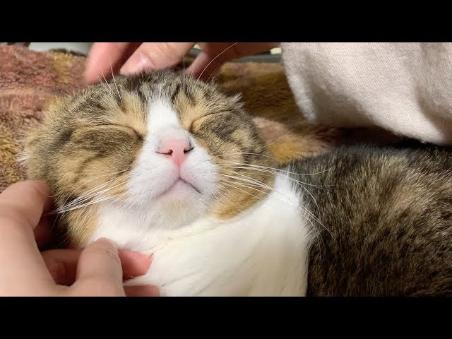 ママの膝に甘えにきた猫と作業を邪魔する子猫【パパ猫・子猫】