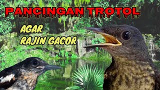 Pancingan kacer trotol agar gacor - terapi air mengalir