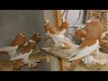 ازاي تربي وتفرخ حمام نفاخ معلومات بفلوس وخبره سنين من ابو مريم التونسي