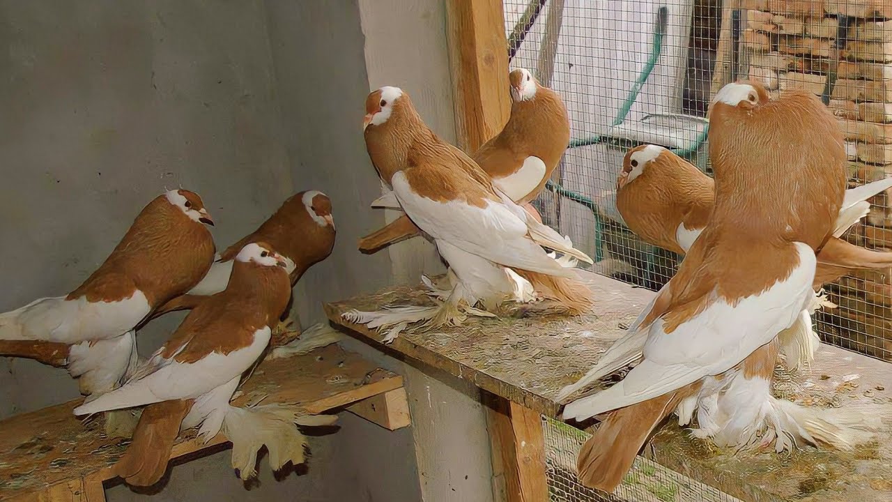 ازاي تربي وتفرخ حمام نفاخ |معلومات بفلوس وخبره سنين من ابو مريم التونسي