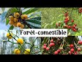 Fruitiers originaux et rustiques pour la forêt-comestible
