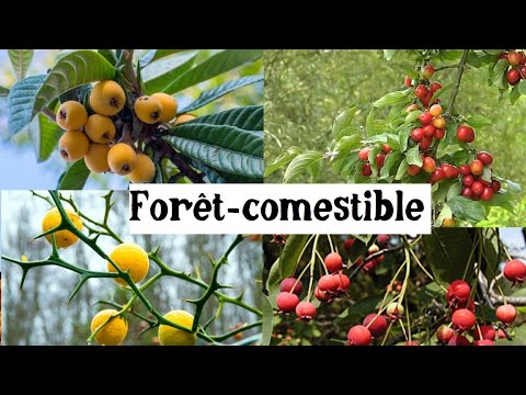 Vidéo: Arbres Fruitiers Et Arbustes Tolérants à La Sécheresse