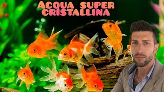 Come avere l'acqua cristallina in  acquario