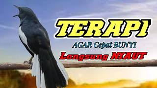 Terapi santai kacer ngeplong memanggil lawan, Masteran kacer durasi panjang berjam jam