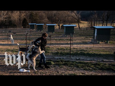 Video: Hvor Rentabel Er Forretningen Med Avl Af Racerene Dyr?